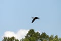 The Double-crested Cormorant in flight Royalty Free Stock Photo