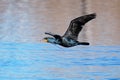 Double-crested cormorant flying low above the water Royalty Free Stock Photo