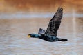 Double-crested cormorant flying low above the water Royalty Free Stock Photo