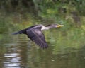Double-crested cormorant flying over the water of White Rock Lake in Dallas, Texas.