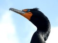 A double crested cormorant with incrediblly blue eyes! Royalty Free Stock Photo