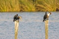 Double-crested cormorant, Juvenile, agter fishing stands on a wooden dock in the middle of the lake Royalty Free Stock Photo