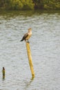 Double-crested cormorant, Juvenile, agter fishing stands on a wooden dock in the middle of the lake Royalty Free Stock Photo