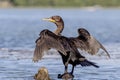 Double-crested Cormorant on Lake Champlain Royalty Free Stock Photo