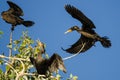 Double-Crested Cormorant Landing High in a Tree Royalty Free Stock Photo