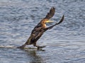 Double Crested Cormorant Landing Royalty Free Stock Photo