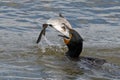 Double Crested Cormorant with Large Fish