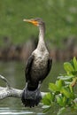 Double-crested Cormorant in Mangrove