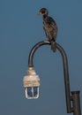 Double-crested Cormorant on a Pier Lamp