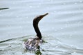 Double crested cormorant playing with food 1