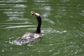 Double crested cormorant playing with food 3