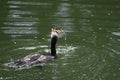 Double crested cormorant playing with food 2