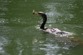 Double crested cormorant playing with food 4