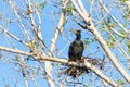 Double crested cormorant nesting in the top of leaf barren tree