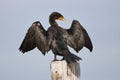 Double-crested Cormorant perched on a dock piling spreading its