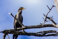 Double Crested Cormorant Perched on a Limb