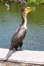 Double-crested cormorant (Phalacrocorax auritus)