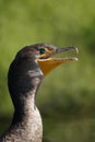 Double-crested Cormorant (Phalacrocorax auritus)