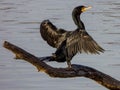 Double-crested cormorant Phalacrocorax auritus drying off its wings after a dive Royalty Free Stock Photo