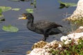 Double-crested Cormorant (Phalacrocorax auritus)