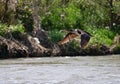 Double-crested cormorant Royalty Free Stock Photo