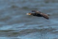 Double-crested cormoran Royalty Free Stock Photo