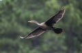 Double Crested Cormorant in flight, Georgia USA