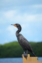 Double-Crested Cormorant (Phalacrocorax auritus)