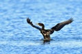 Double-Crested Cormorant Playing on Water