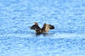 Double-Crested Cormorant Playing on Water