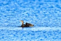 Double-Crested Cormorant Playing on Water