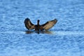 Double-Crested Cormorant Playing on Water