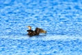 Double-Crested Cormorant Playing on Water