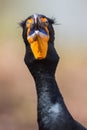 Double-crested cormorant portrait, Everglades National Park, Florida