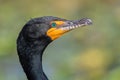 Double-crested cormorant portrait