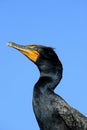 Double Crested Cormorant Profile