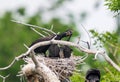 Double-crested Cormorant chicks excitedly await a meal from their parent