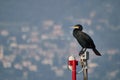 Double-crested cormorant resting