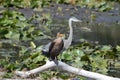 Double Crested Cormorant resting