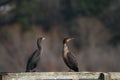 Double-crested Cormorant resting at lakeside