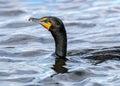 Double-crested Cormorant resurfaces from a dive