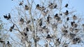 A Double-crested Cormorant Rookery in a Tree