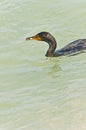 Double-crested cormorant, seabird