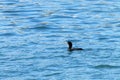 Double crested cormorant swimming in blue water Royalty Free Stock Photo