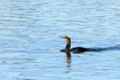 Double crested cormorant swimming in a lake