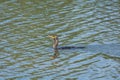 Double-crested Cormorant swimming in a pond. Royalty Free Stock Photo
