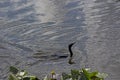 Double-crested Cormorant Swimming in Water with Reflections Royalty Free Stock Photo