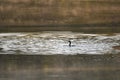 Double Crested Cormorant Waterfowl Bird Swimming at Sunrise in Lake