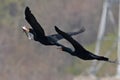 Double Crested Cormorants in Flight with Fish