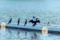 Double-Crested Cormorants